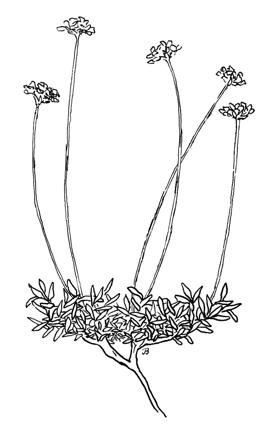 KennedysBuckwheat