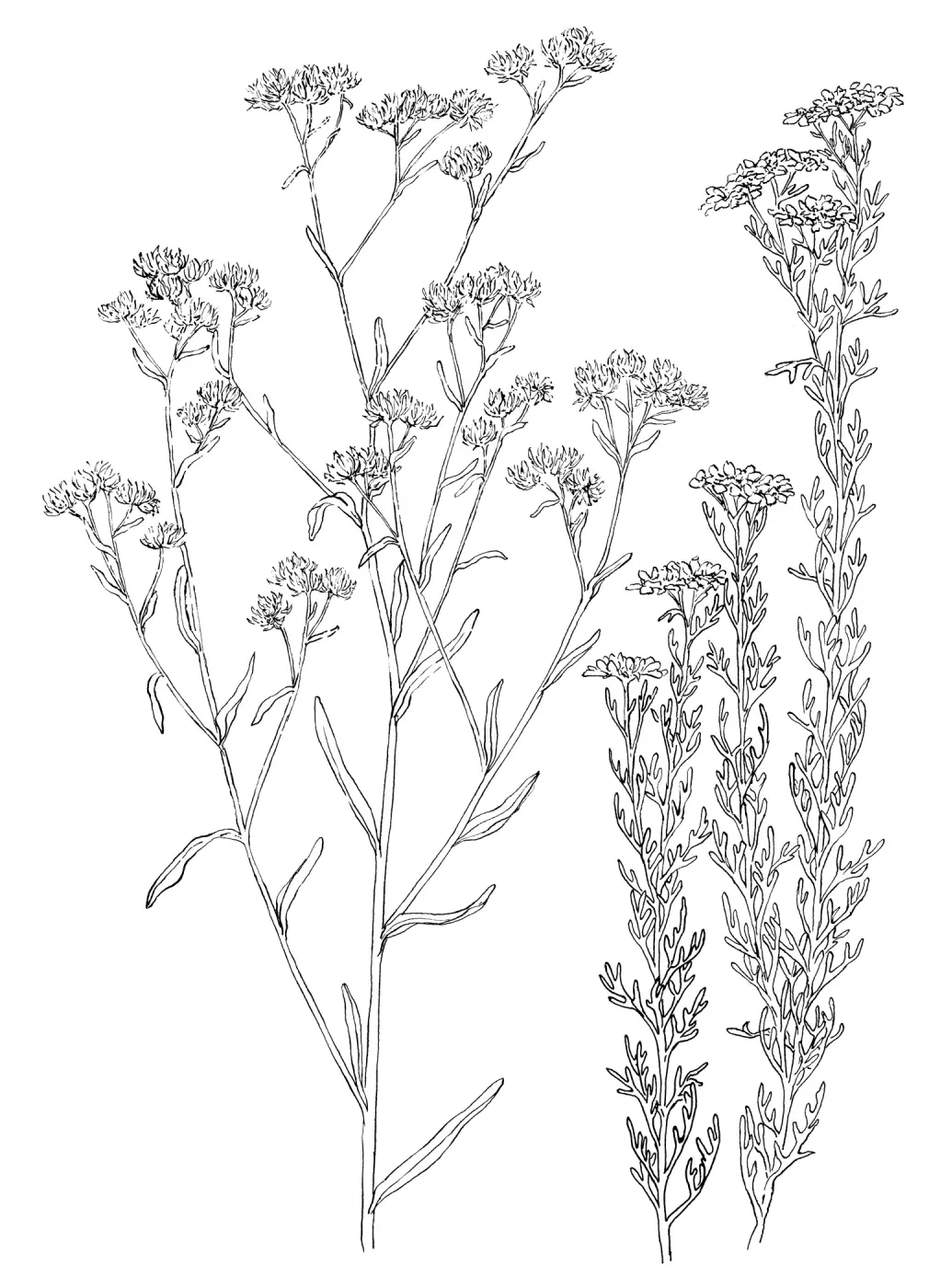 White Everlasting, Golden Yarrow
