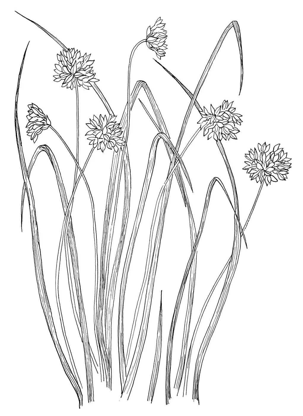 Brodiaea, Blue Dicks