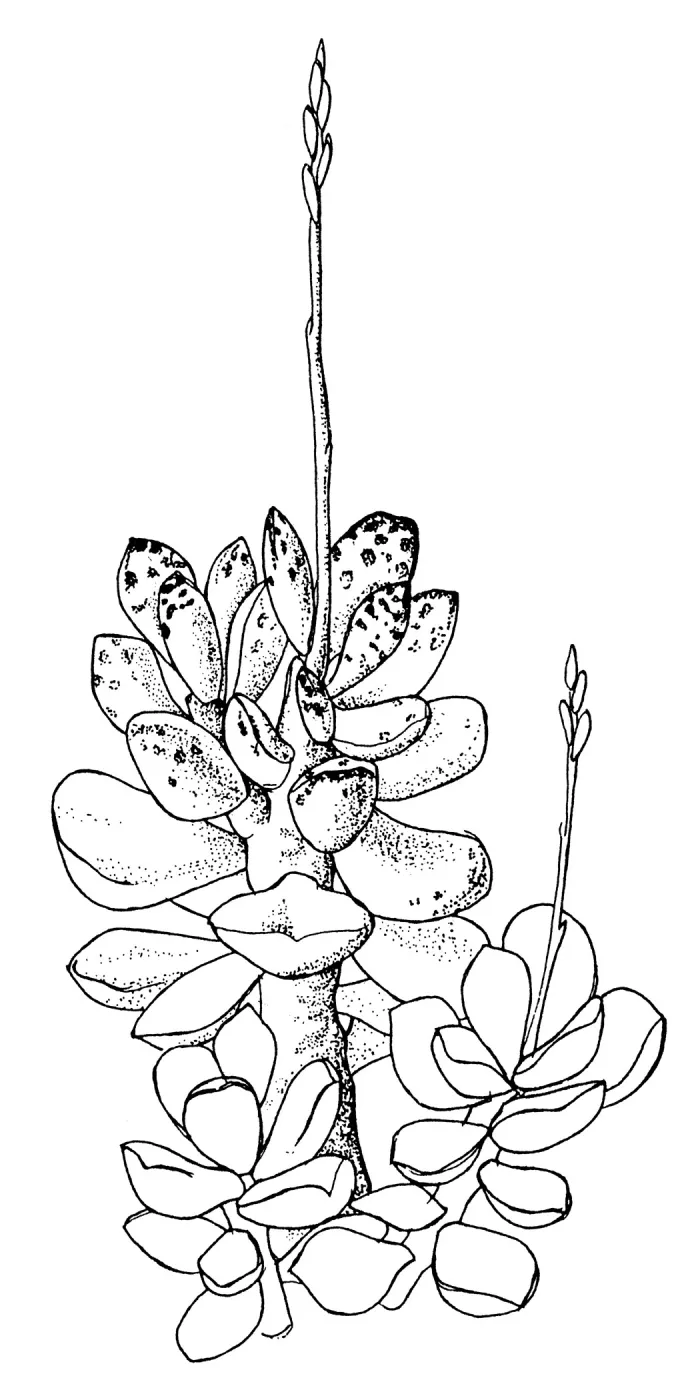 Cistanthe guadalupensis