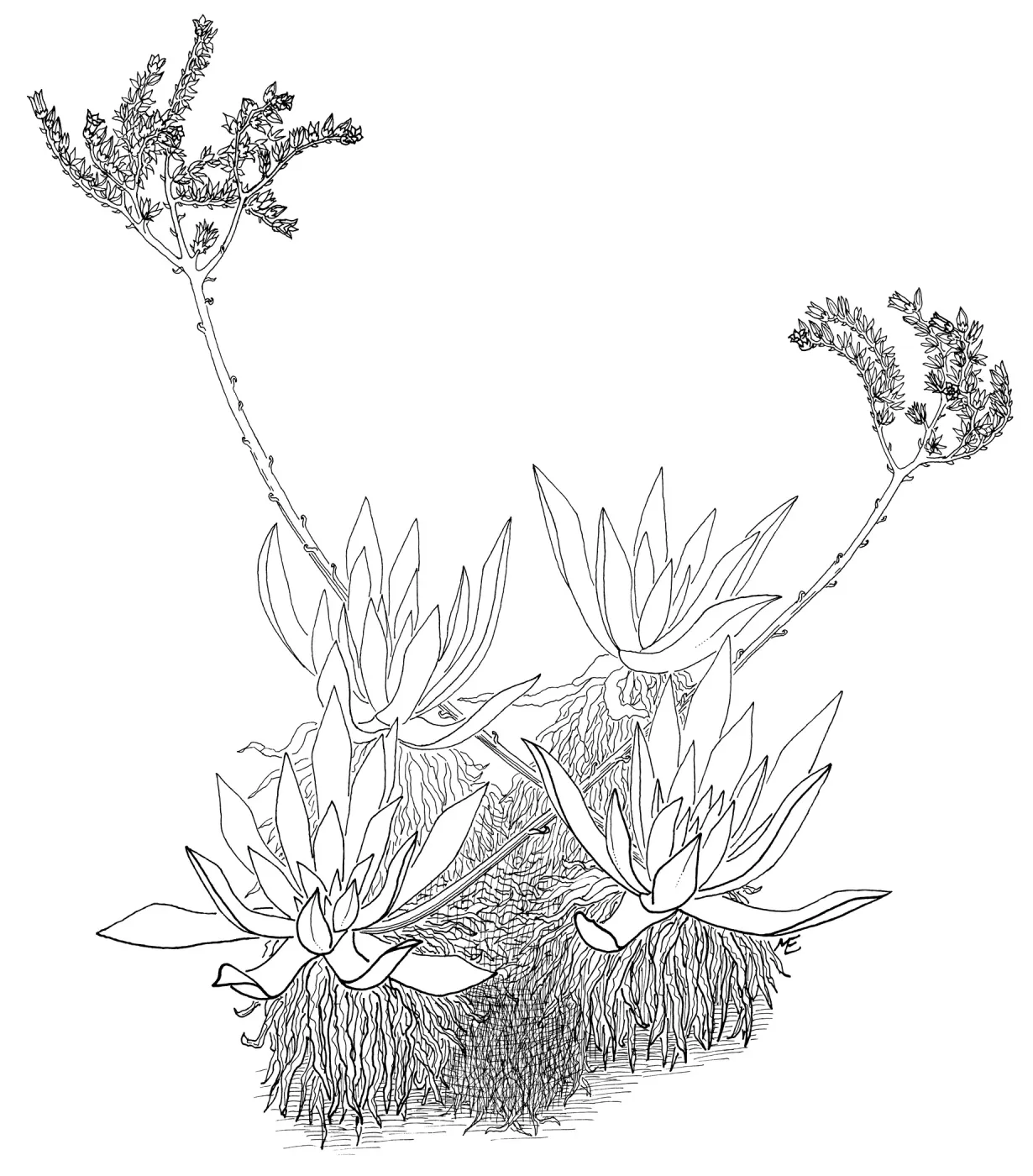 Dudleya (liveforevers)