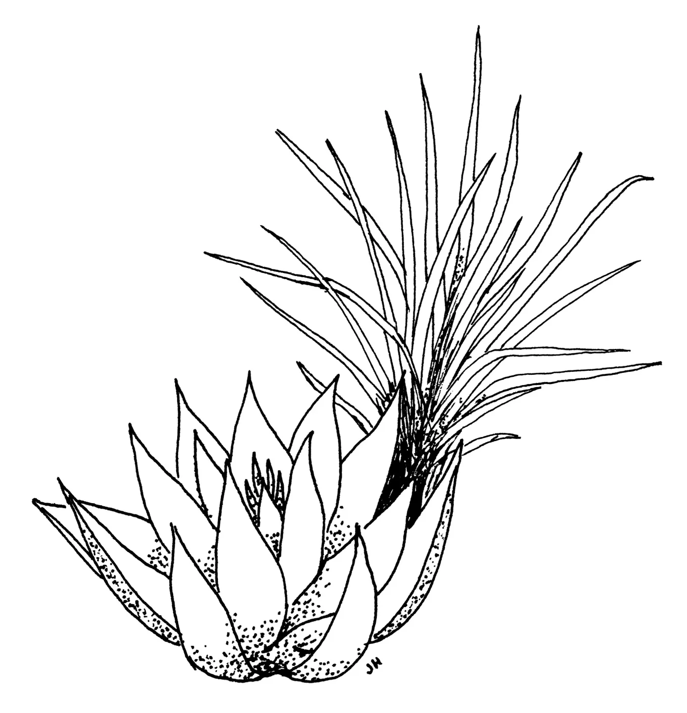 Brittons dudleya, Giant Chalk Dudleya, Chaparral Yucca, Our Lords Candle, Spanish Bayonet