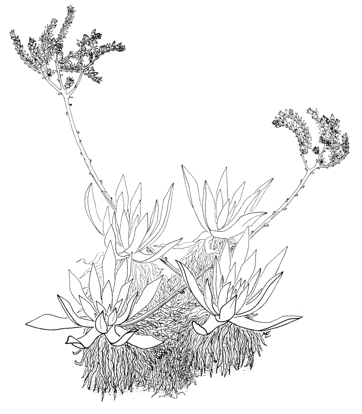 Dudleya (liveforevers)