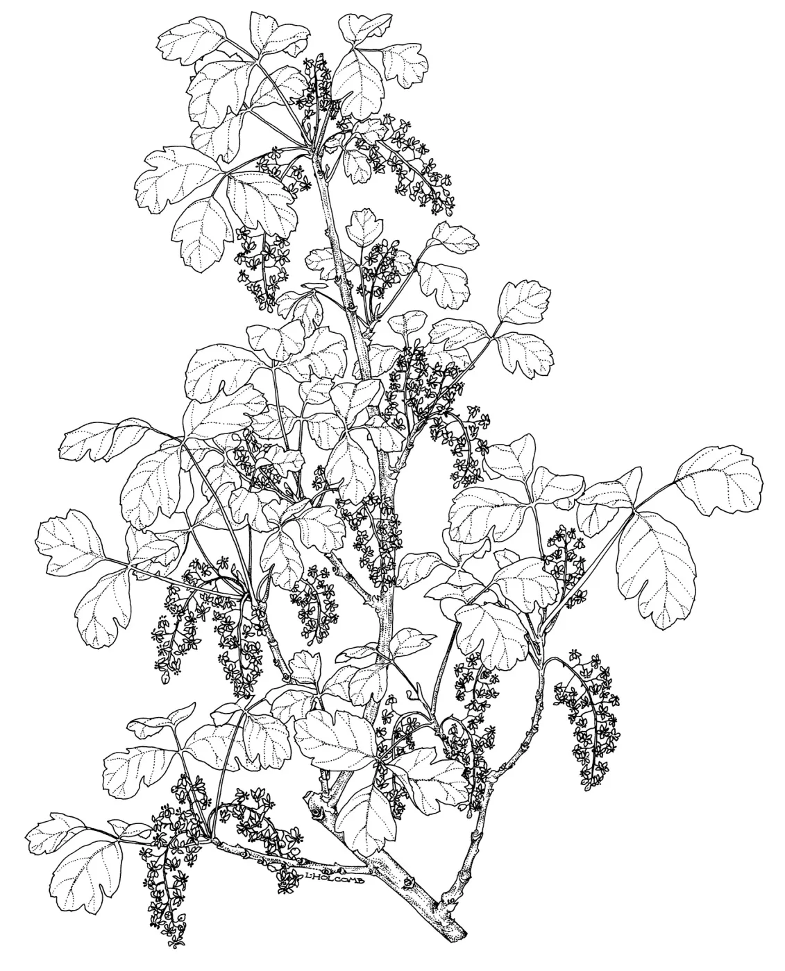 Poison Oak