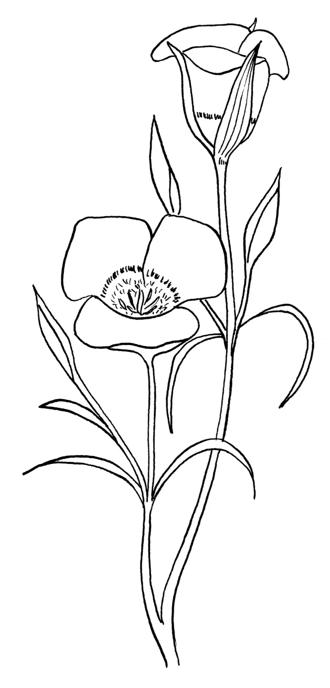 Chalochortus