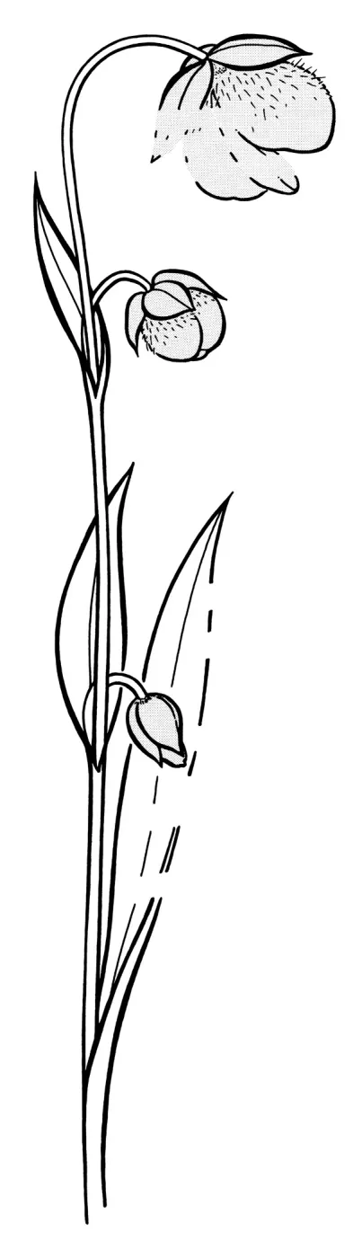 Calochortus