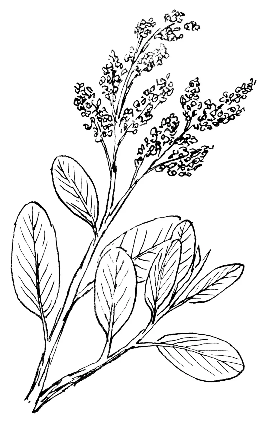 Wild Liliac (California Lilac)