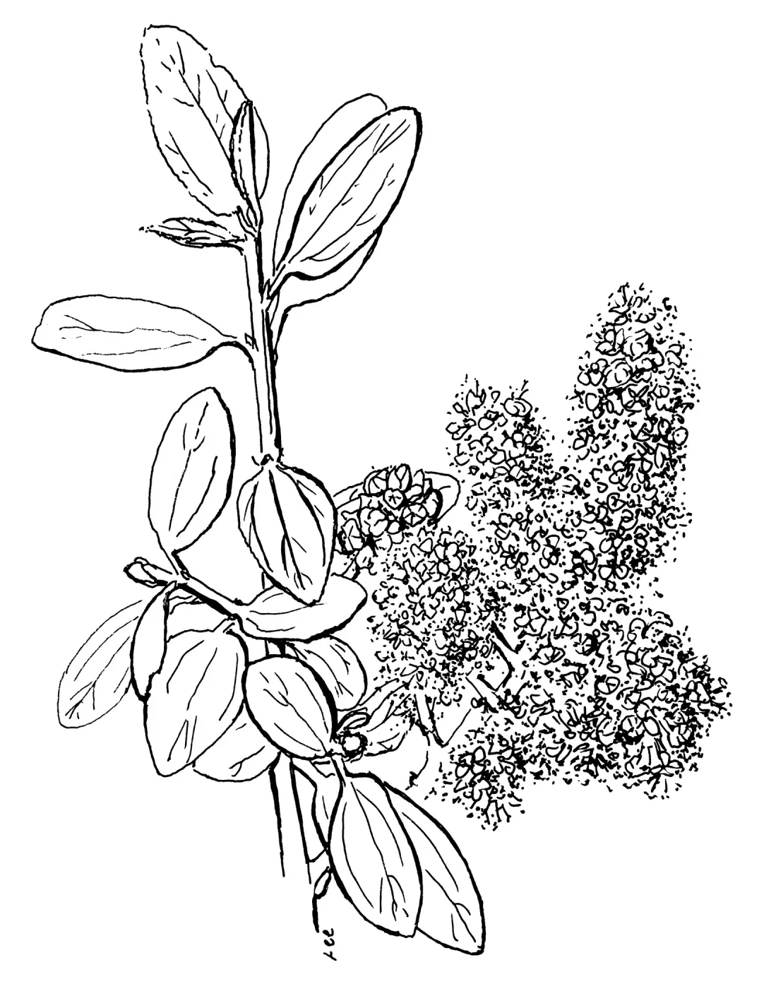 Wild Liliac, Ceanothus (California Lilac)
