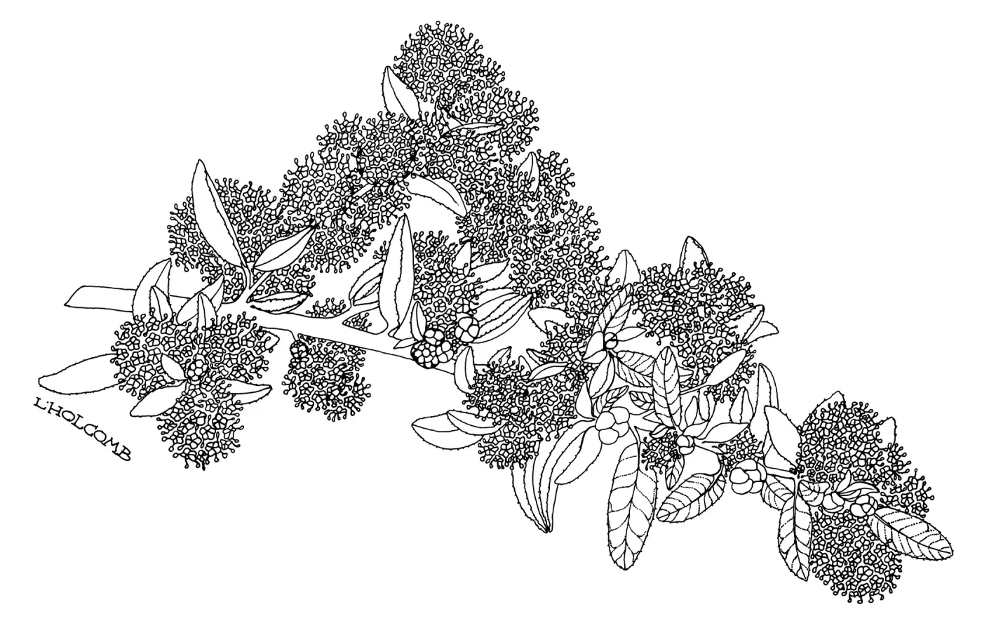 Far Horizons Ceanothus