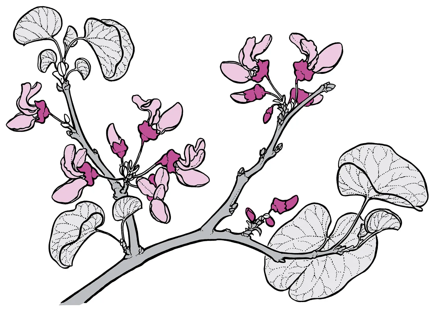 Western Redbud