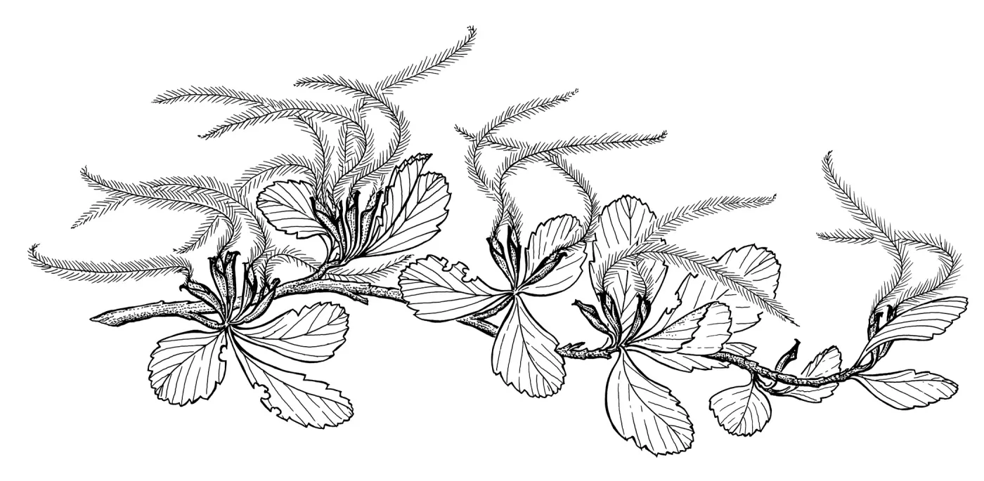 Western Mountain Mahogany