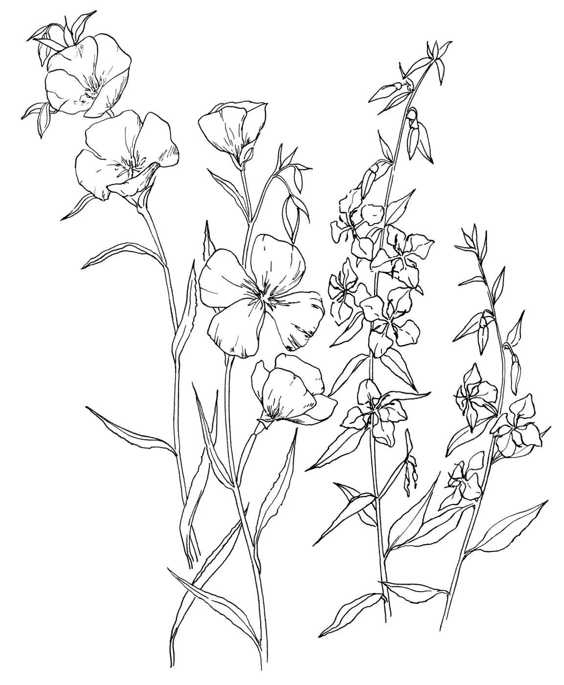 Clarkia deflexa, Clarkia unguiculata