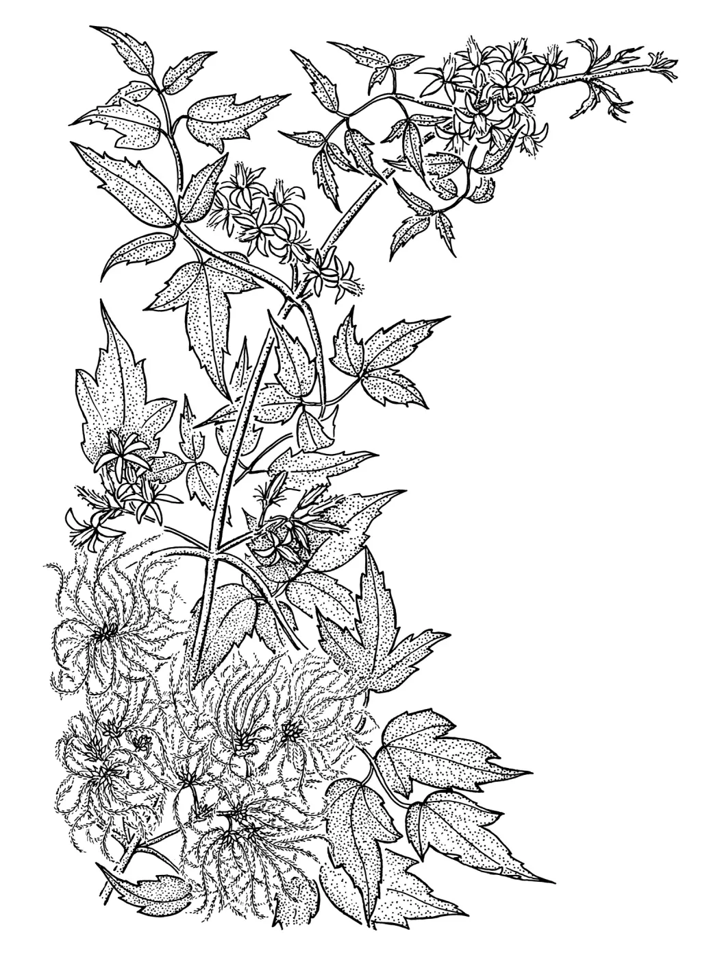 Western Clematis, Virgins Bower