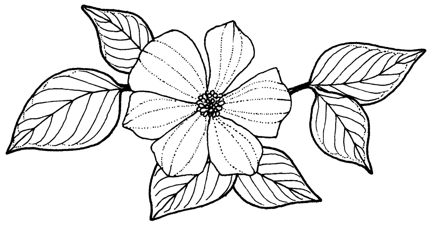 Dogwood