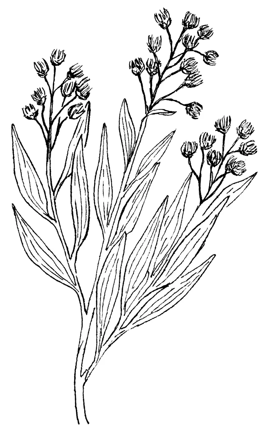 Mule Fat, Water Wally