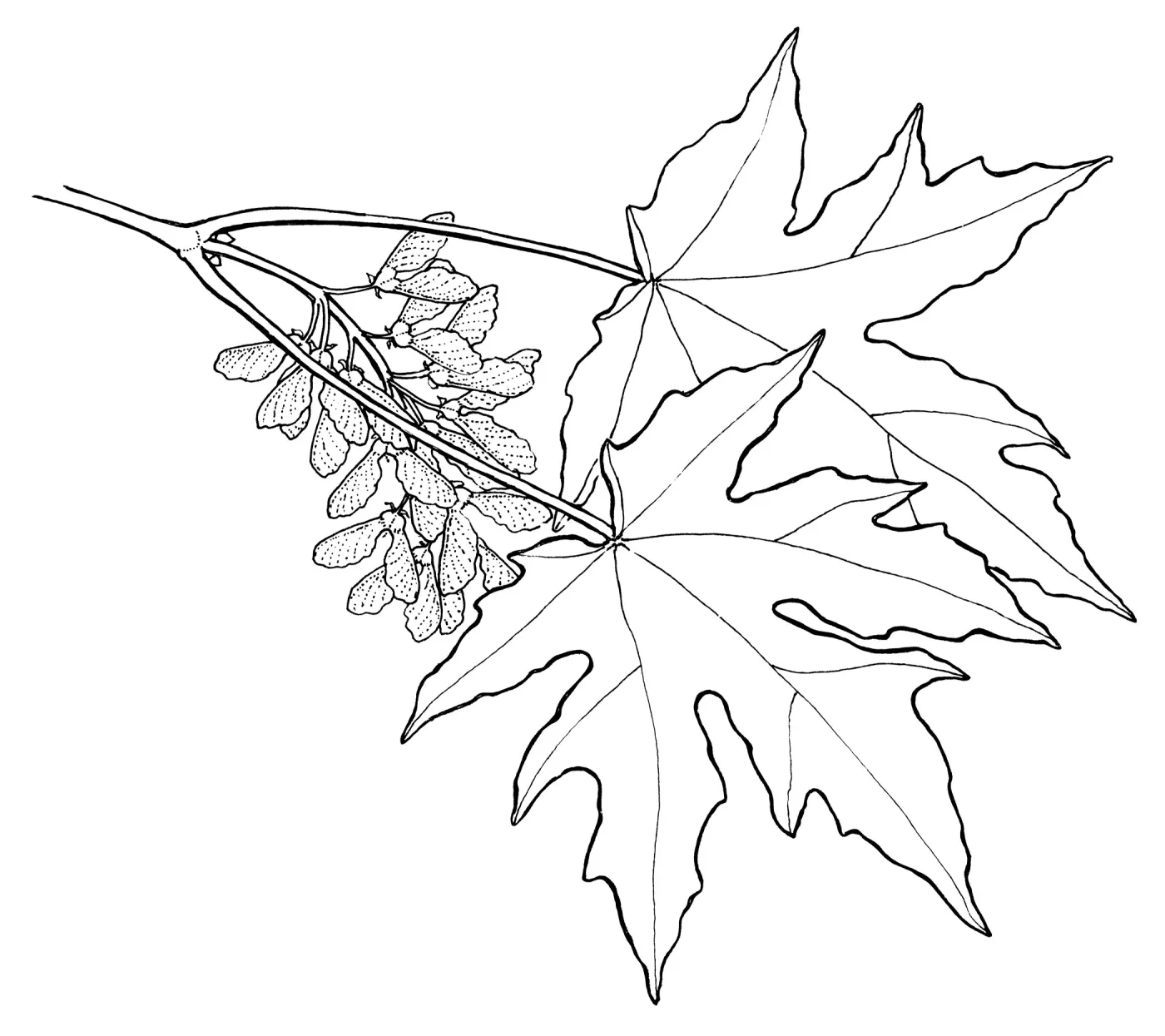 Big-LeafMaple