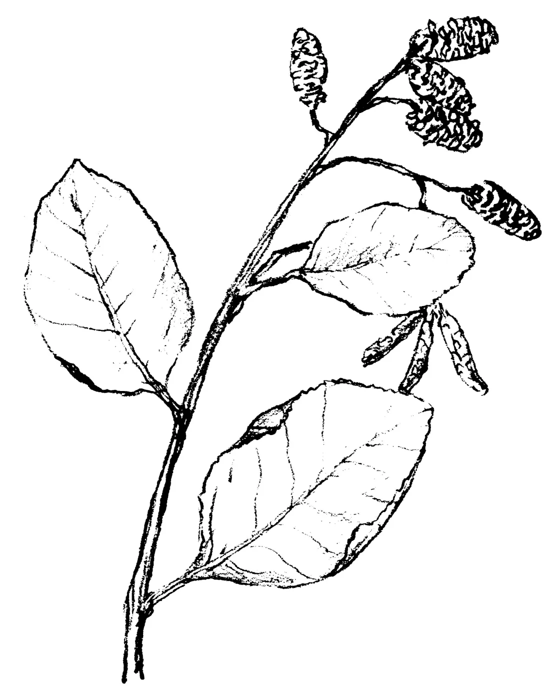 White Alder