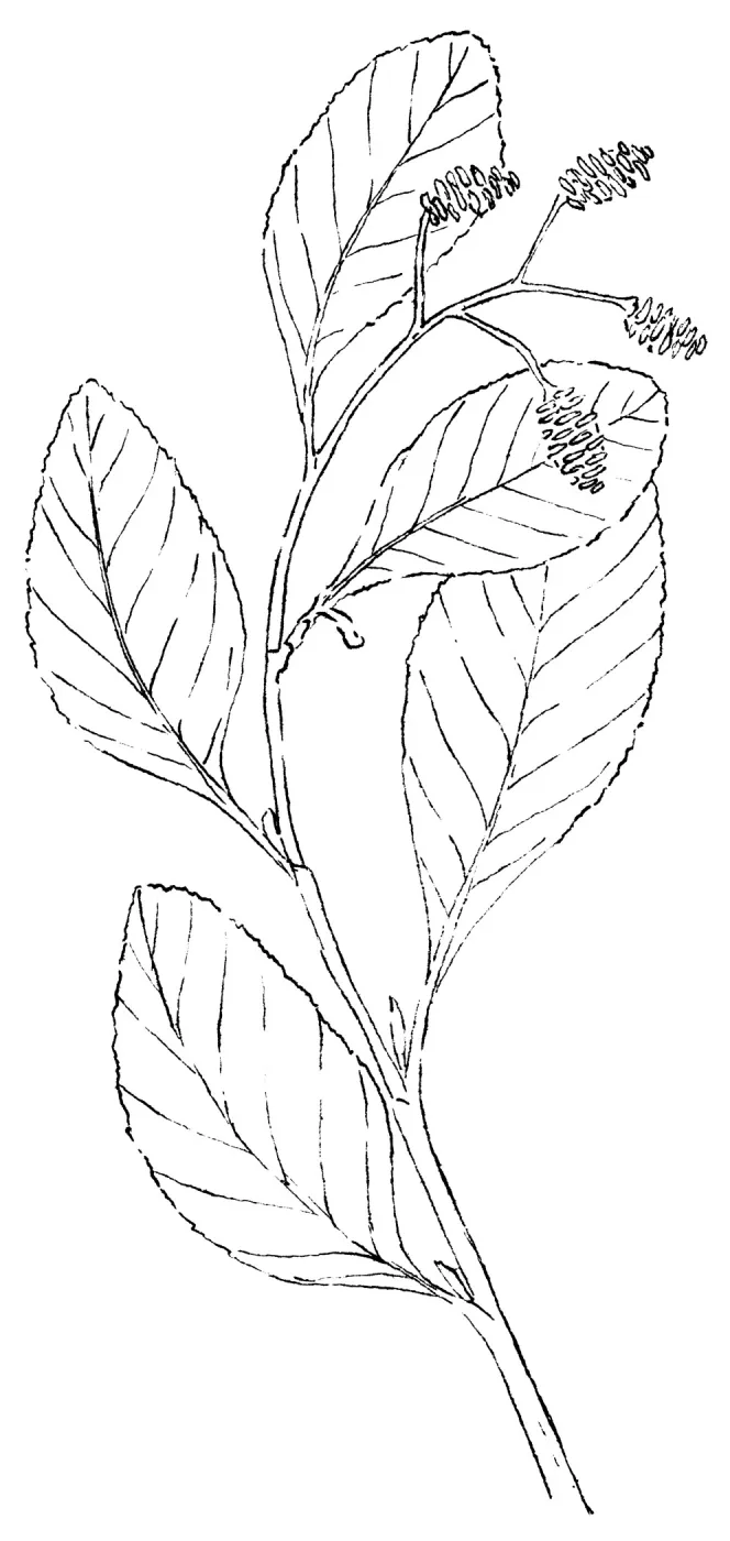 White Alder