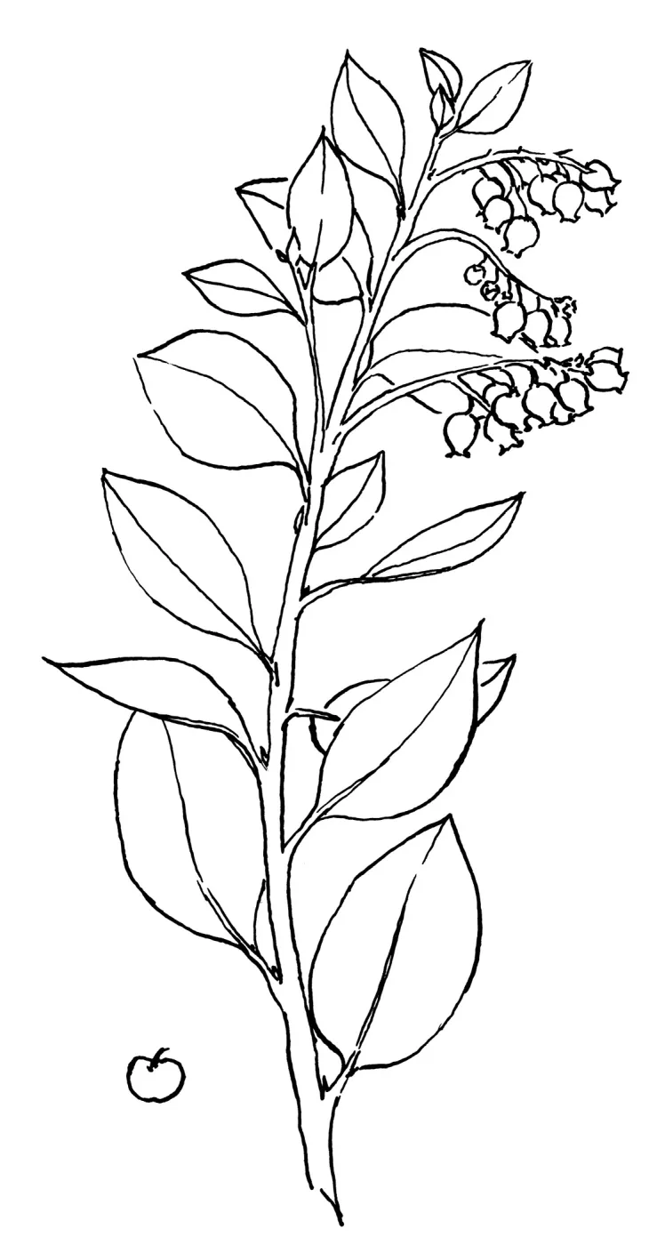 White Leaf Manzanita