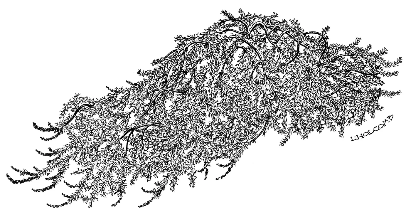 California Sagebrush, Old Man Sage