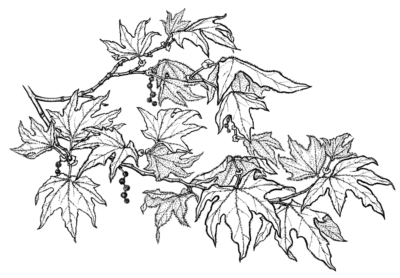 Western SycamorePlatanus racemosa