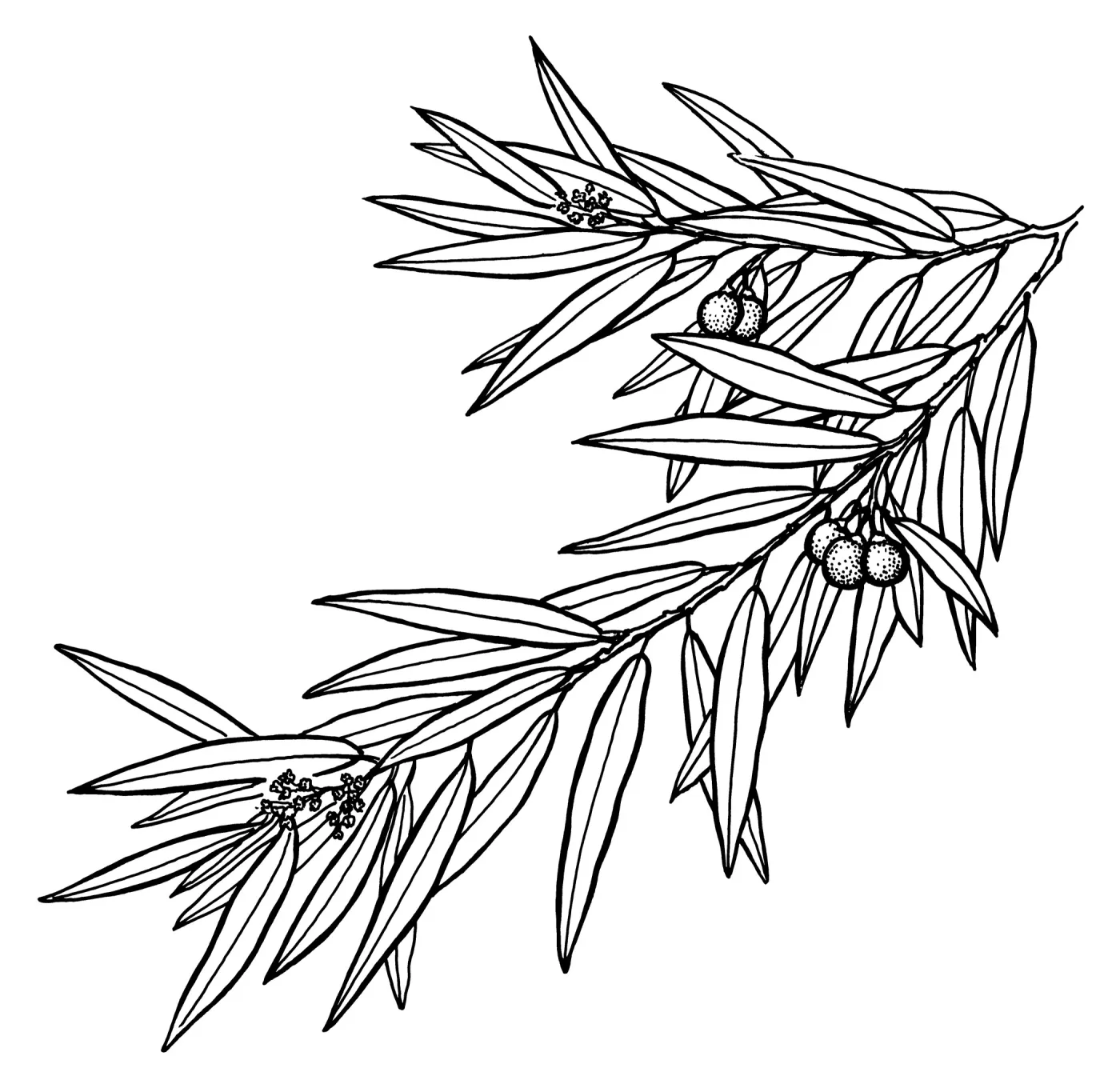 California Bay Laurel