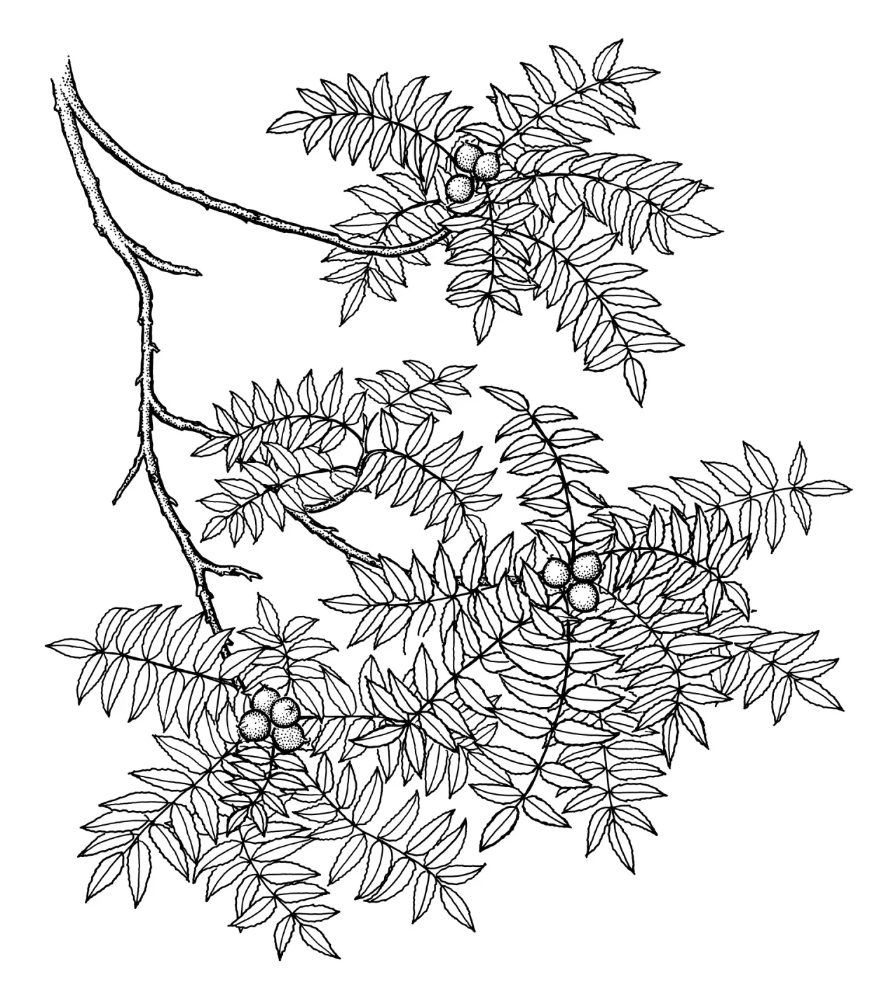 Southern California Black Walnut