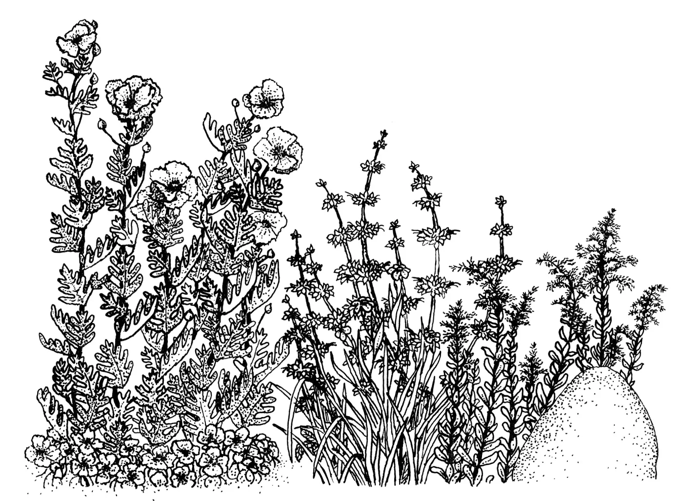 Mixed Wildflower Illustration