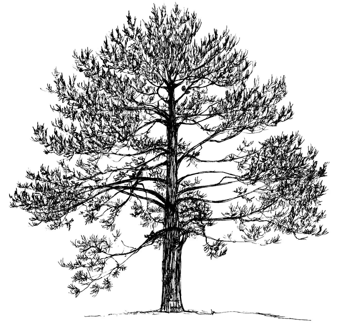 Pine