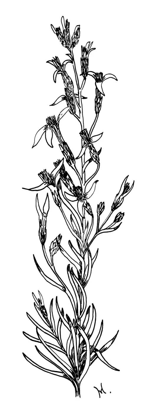 Rabbit Bush, Chrysothamnus bloomerii