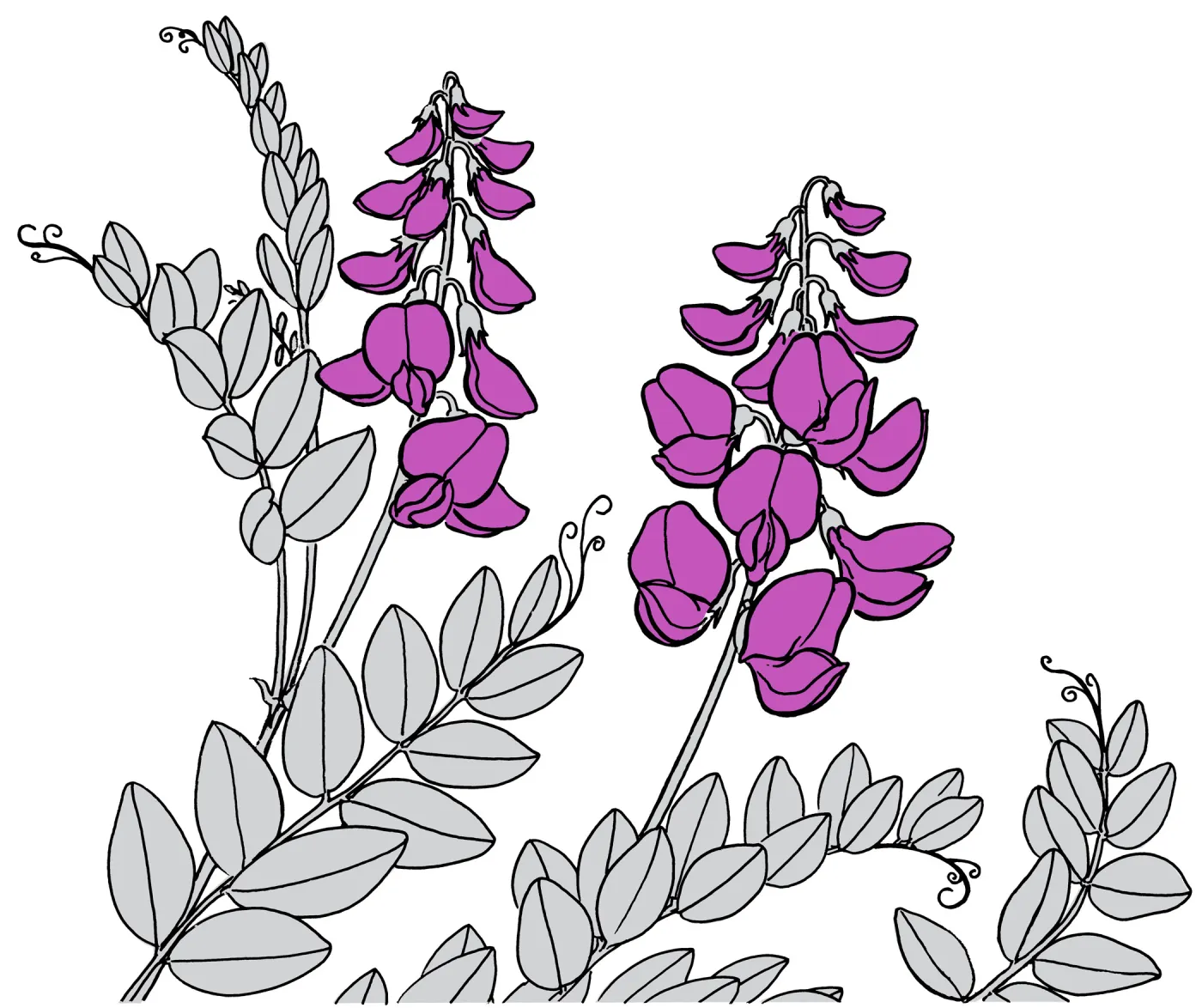 Vetch