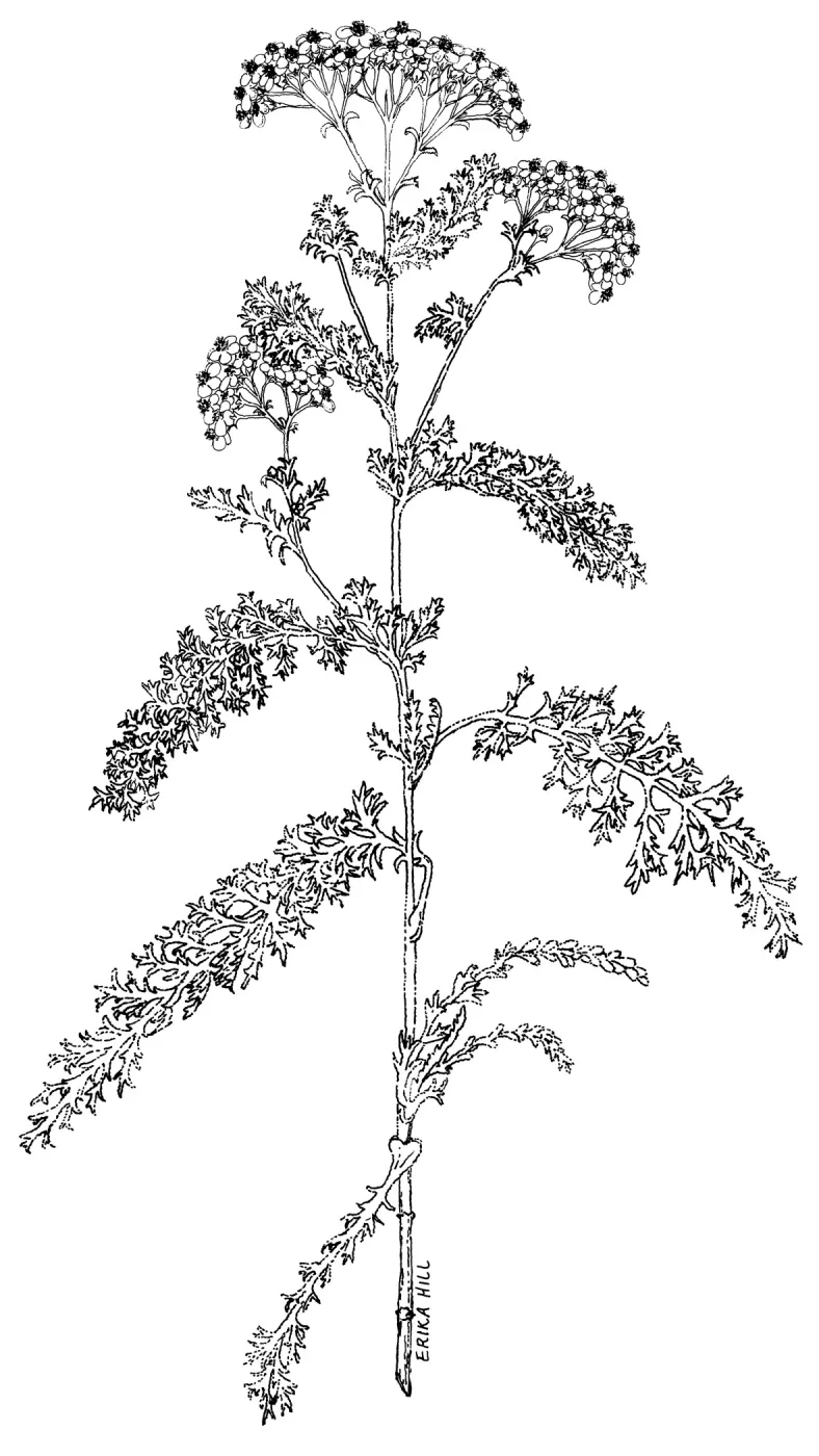 Yarrow
