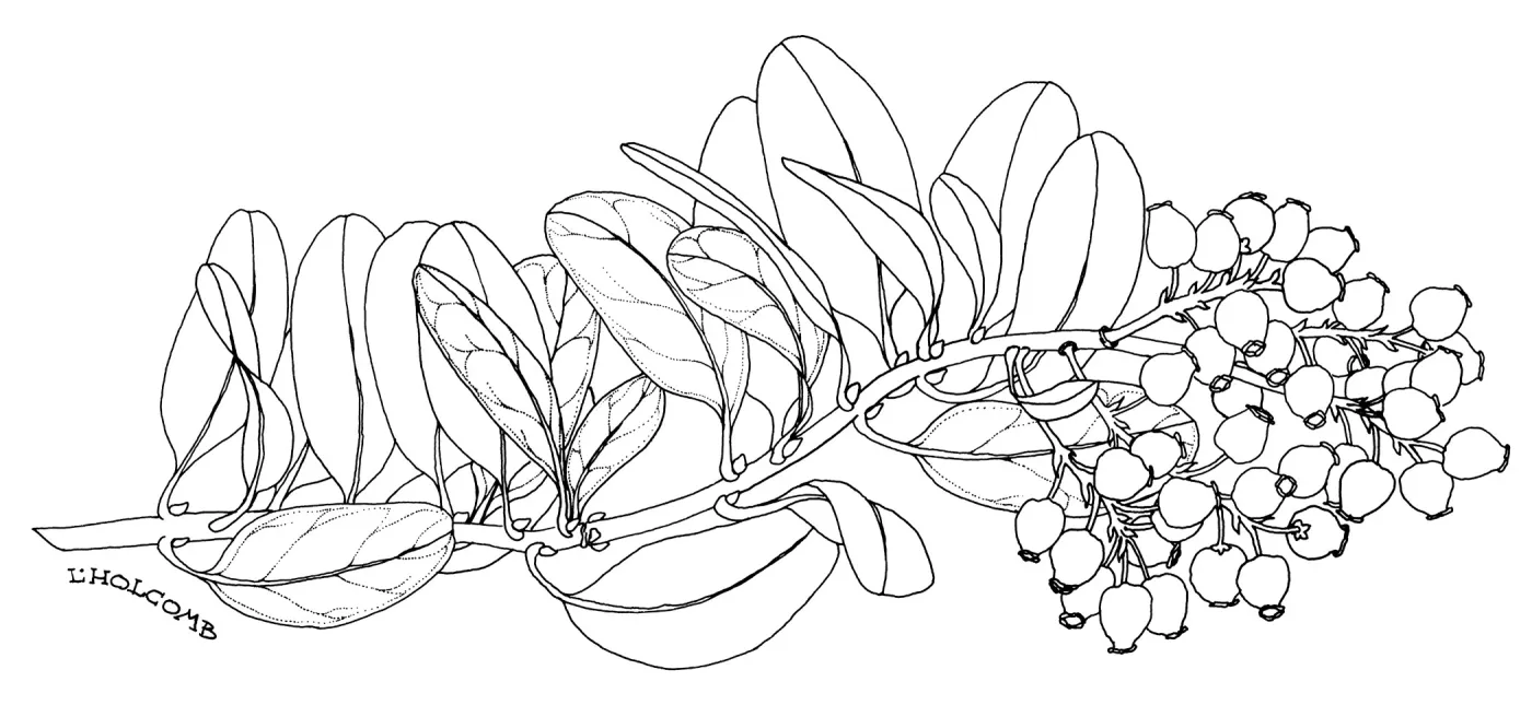 Canyon Sparkles Manzanita