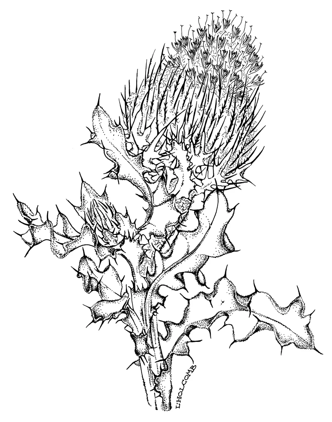 Surf Thistle