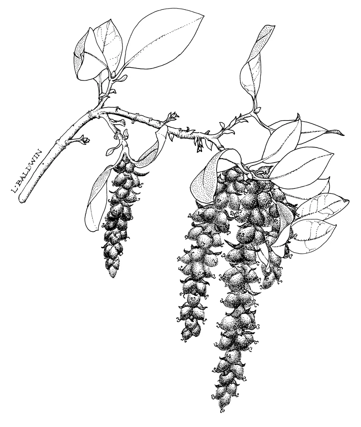 Veatch Silktassel, Canyon Silktassel