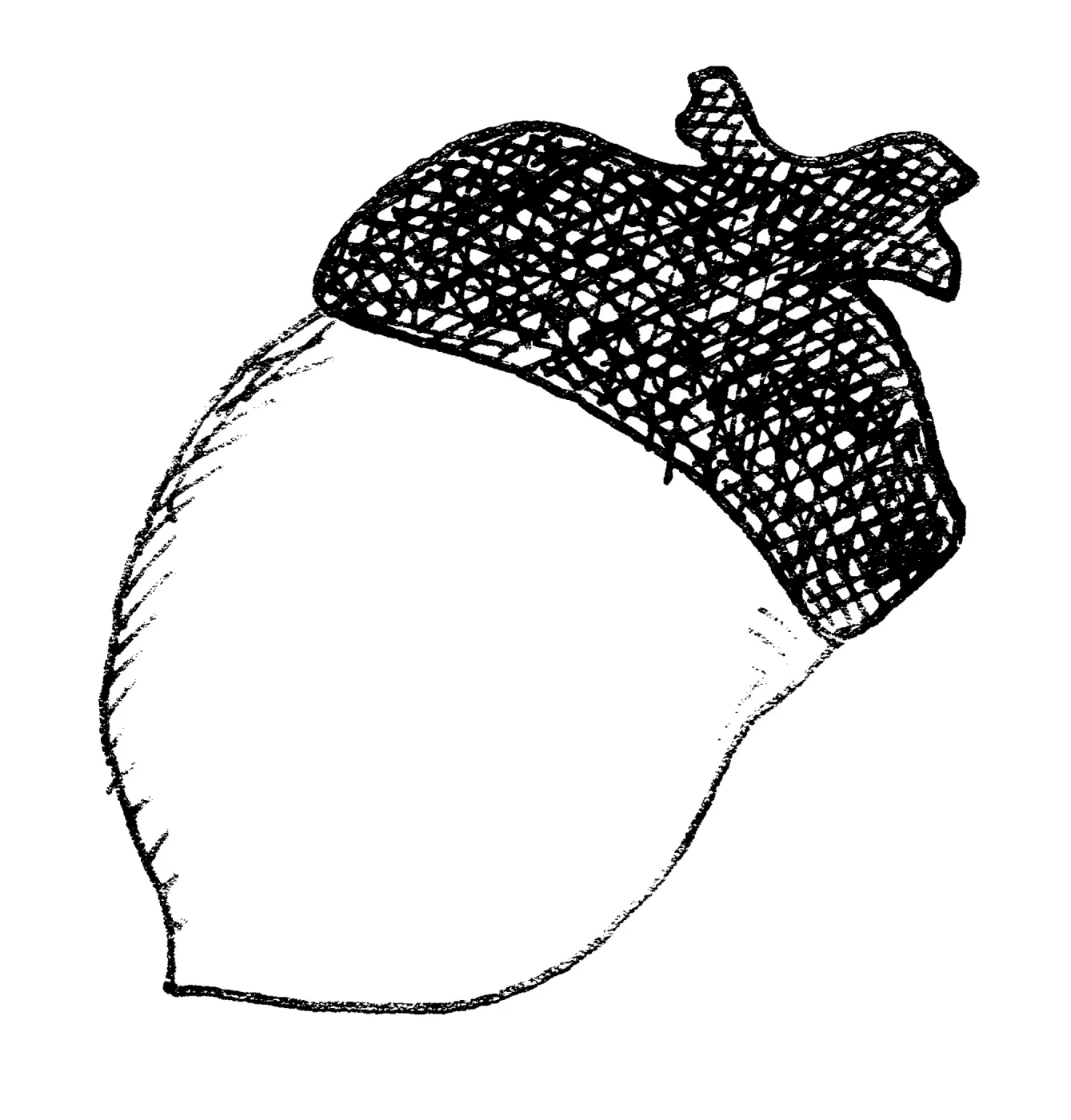 Acorn