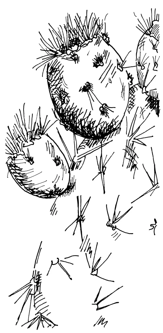 Beavertail Cactus (Prickly-pear)