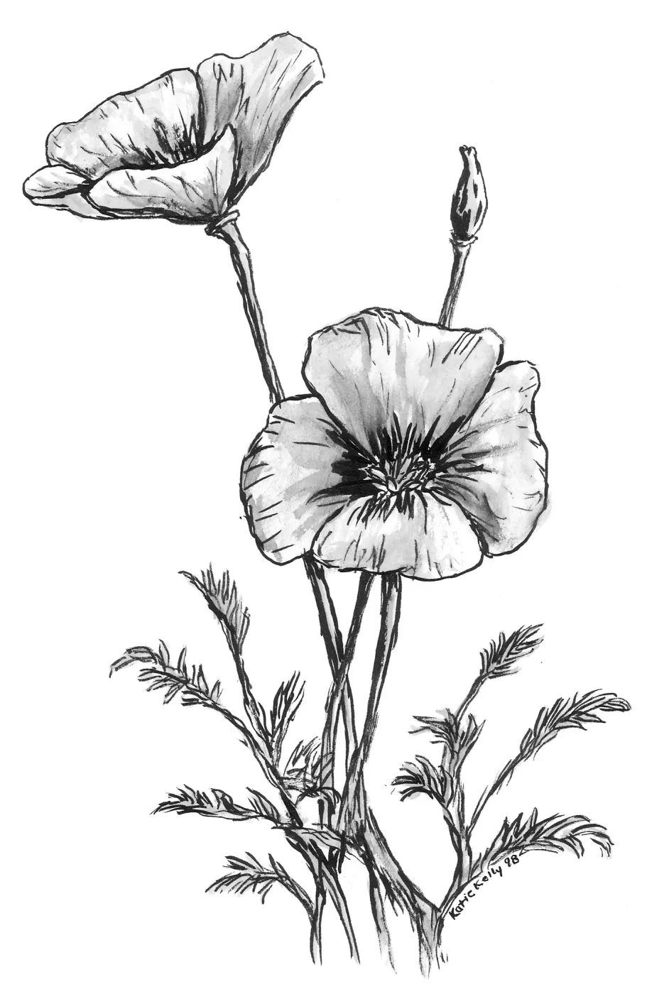 California Poppy