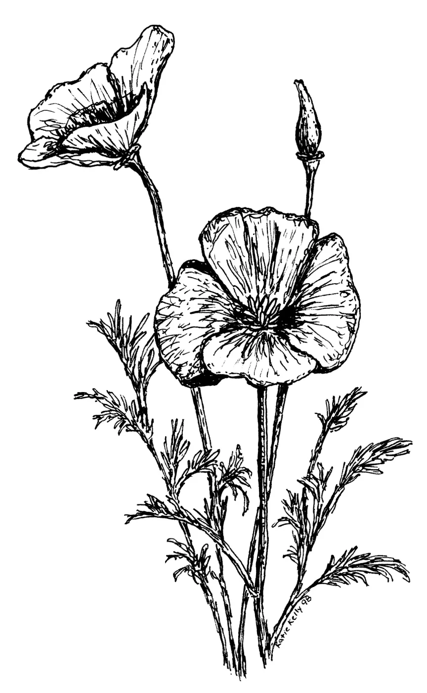 California Poppy