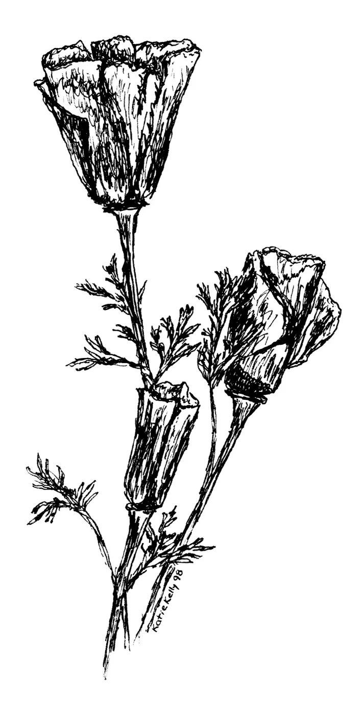 California Poppy