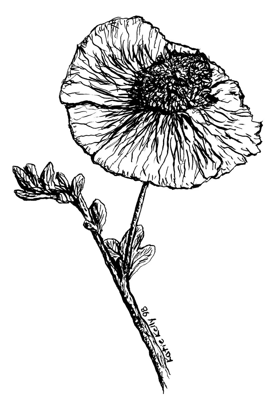 Matilija Poppy