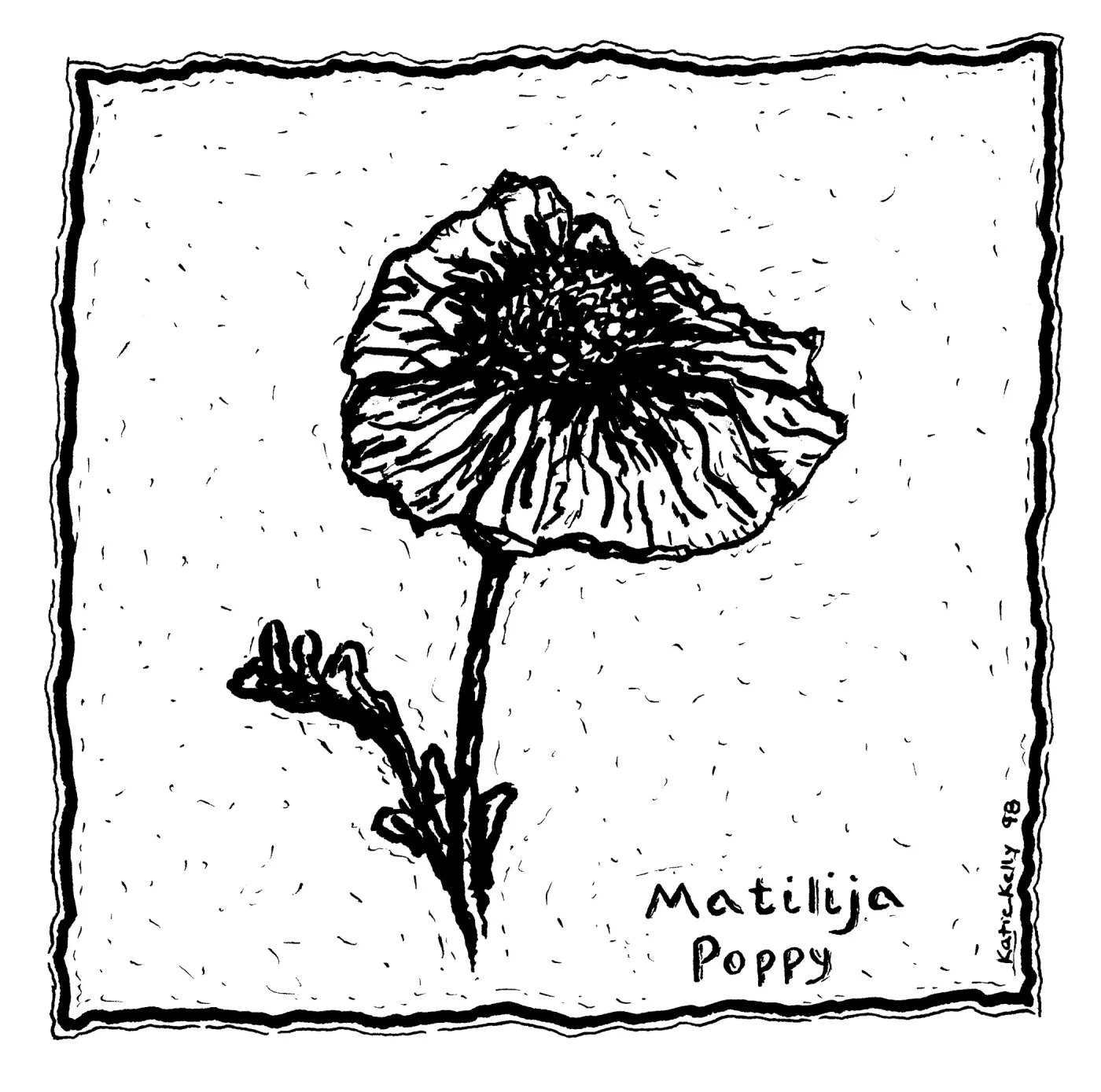 Matilija Poppy