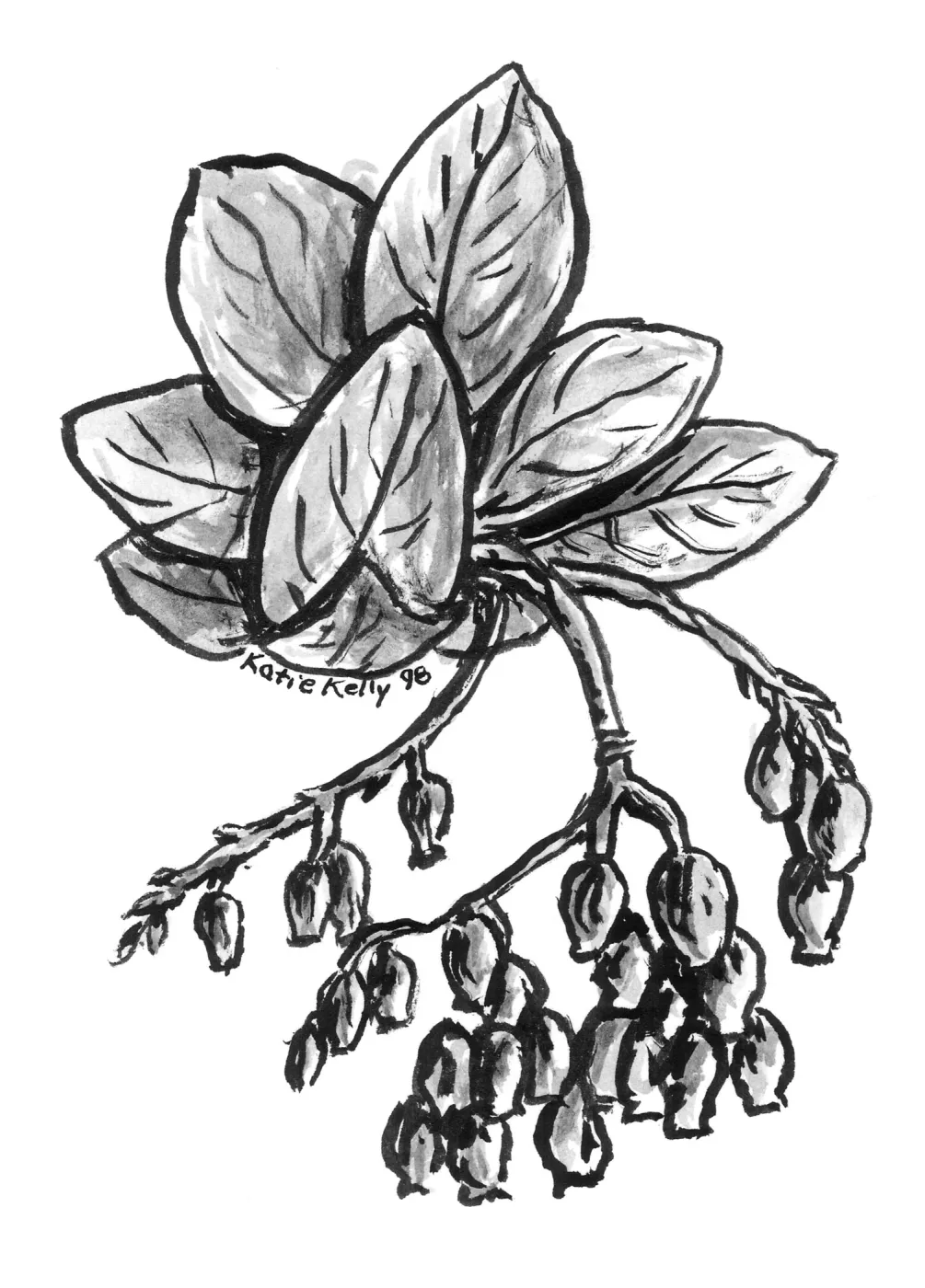 Manzanita
