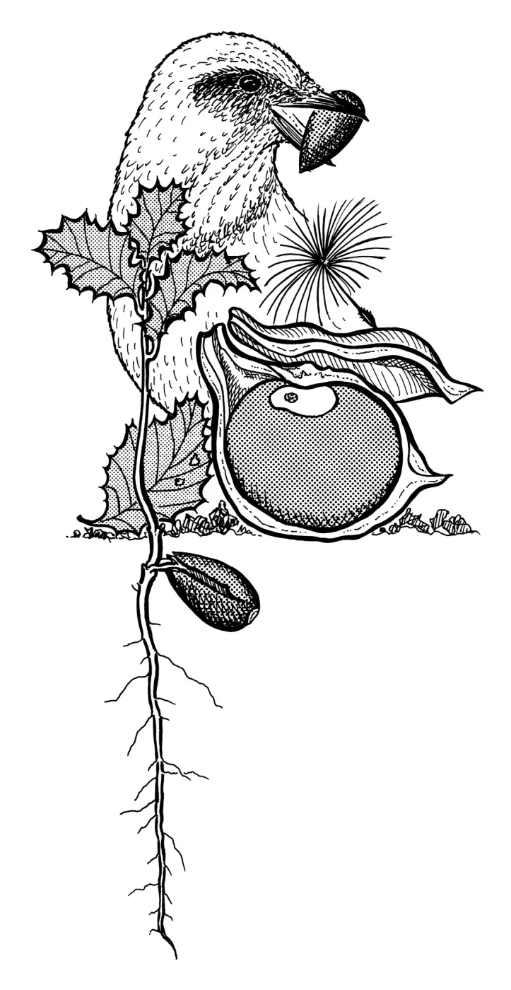 Jay with Acorn, Oak Seedling