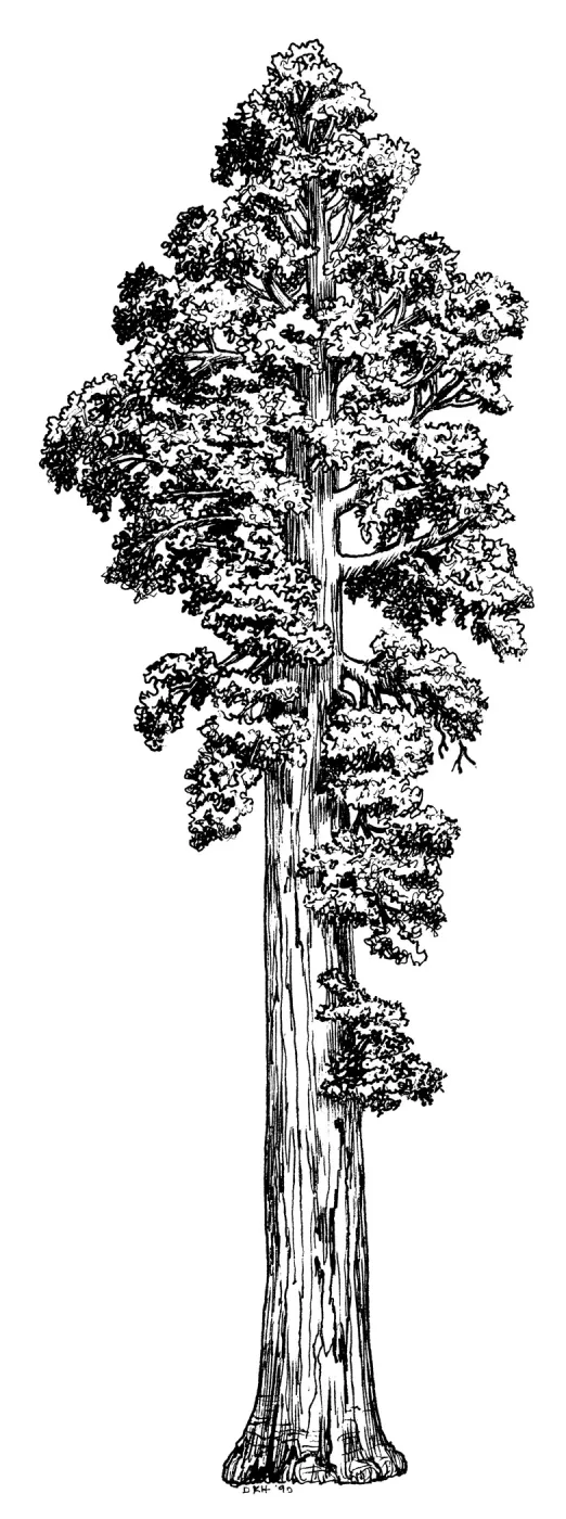 Giant Sequoia. Sequoiadendron gigantea
