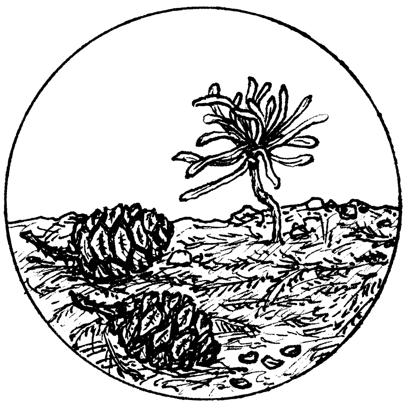 Giant Sequoia Cones and Seedling, Sequoiadendron gigantea