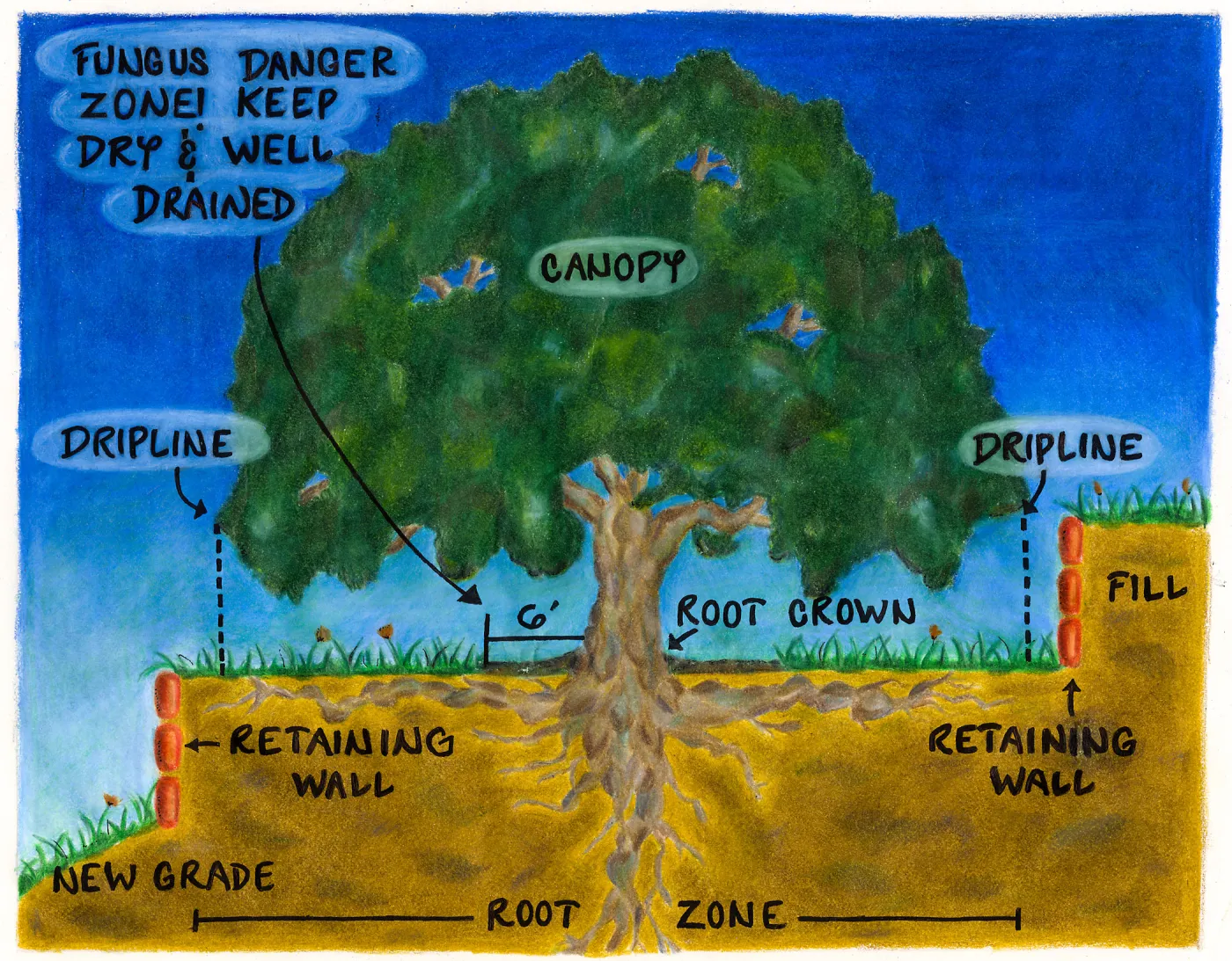 Oak Tree Care (Coastal Live Oak)