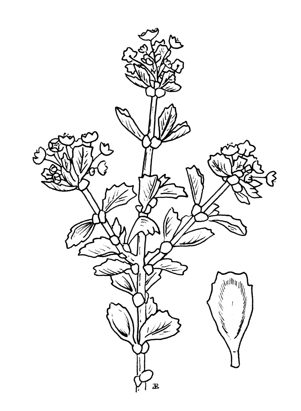 Ceanothus bolensis, Boyd et Keely
