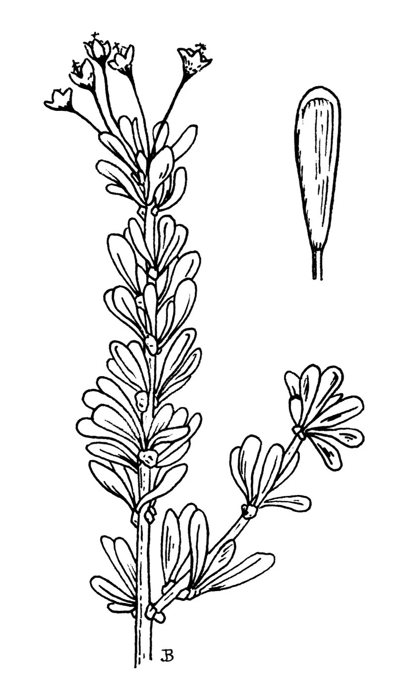 Ceanothus ophiochilus, Boyd, Ross & Arnseth