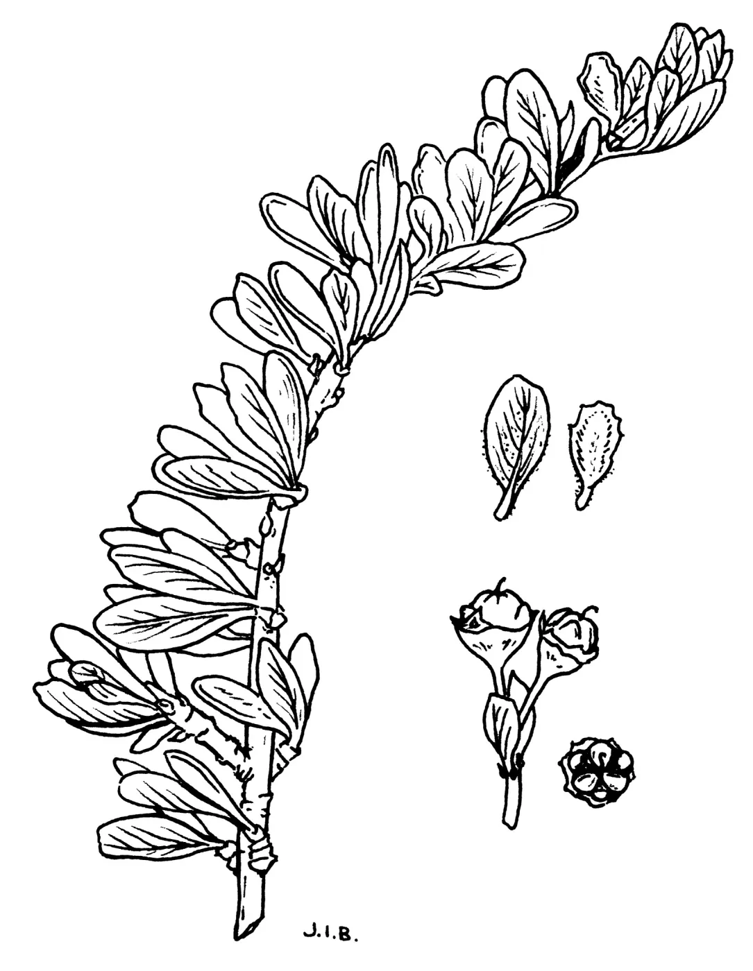 Ceanothus roderickii